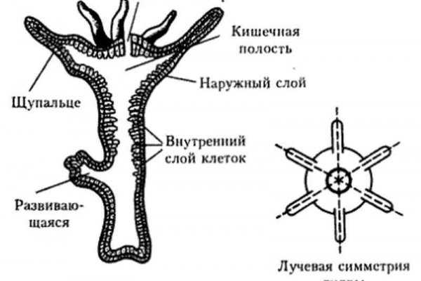 Kraken ссылка tor in.kramp.cc